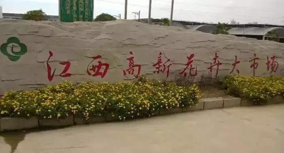 南昌大型花鸟市场攻略这些地方逛一天也不腻