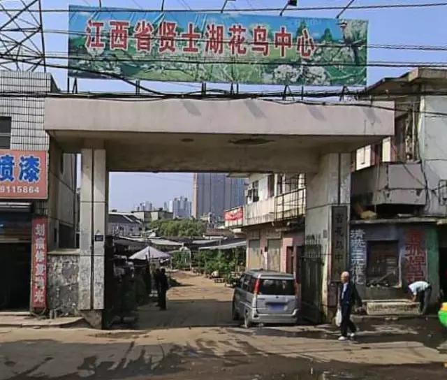 南昌大型花鸟市场攻略这些地方逛一天也不腻