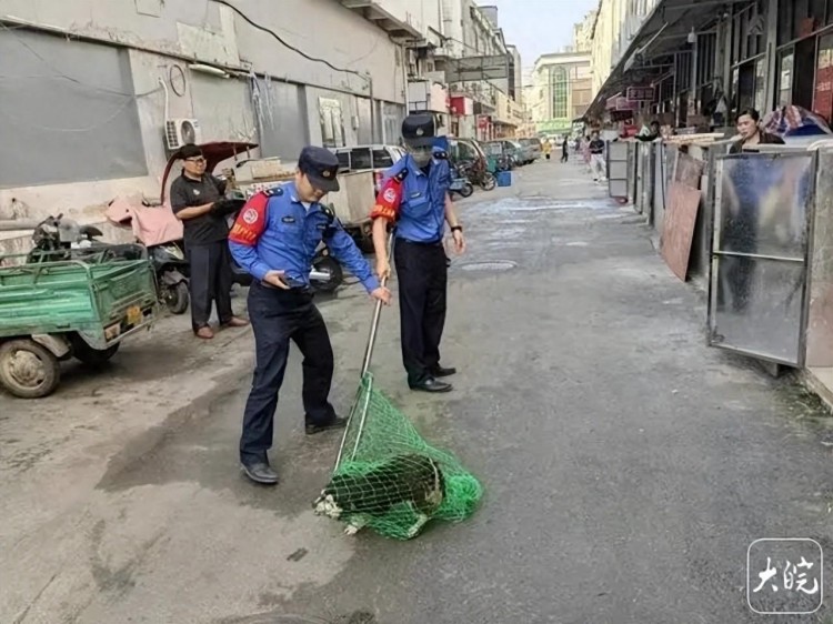 合肥：宠物狗出门不拴绳一律捕捉