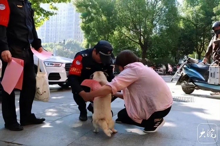 合肥：宠物狗出门不拴绳一律捕捉