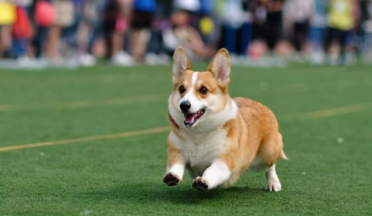 盘点不能流浪的几种小型犬一旦流浪就很难存活