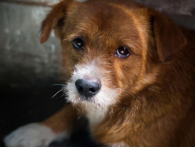 揭秘：为什么流浪狗多半是小型犬，而不是大型犬呢？