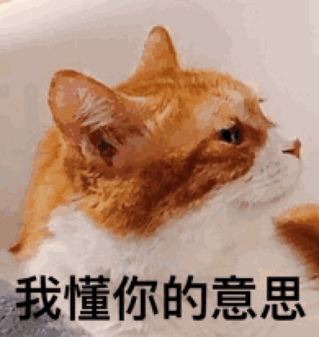 新手养猫指南：想要挑选性格温顺的猫咪这些关键点一定要看看