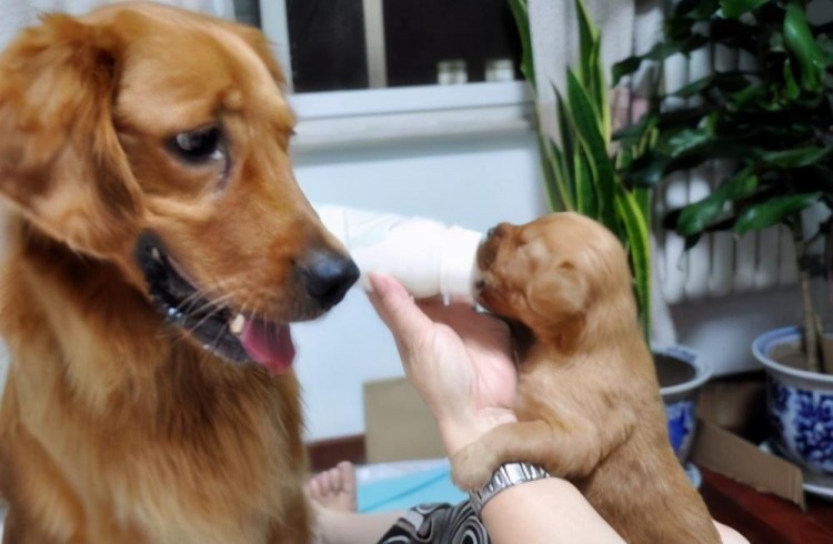 这些情况的狗狗再脏也不能洗澡因为后果很严重