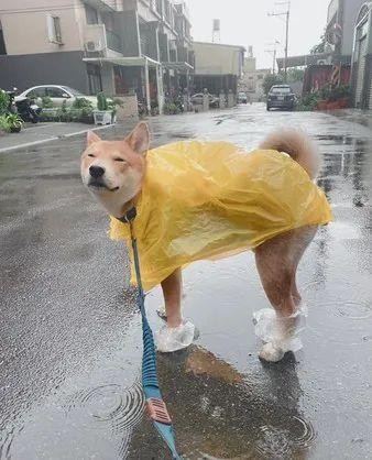 柴柴眯眼享受下雨天，网友却笑翻：这狗长得真好笑