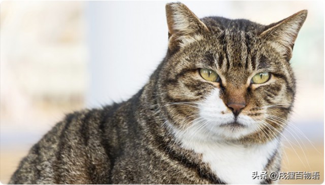 每200只猫中就有1只患糖尿病你的猫咪还好吗