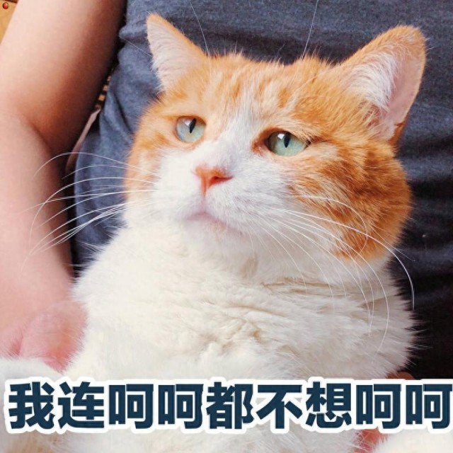 猫靠什么来识别主人，是靠长相吗？