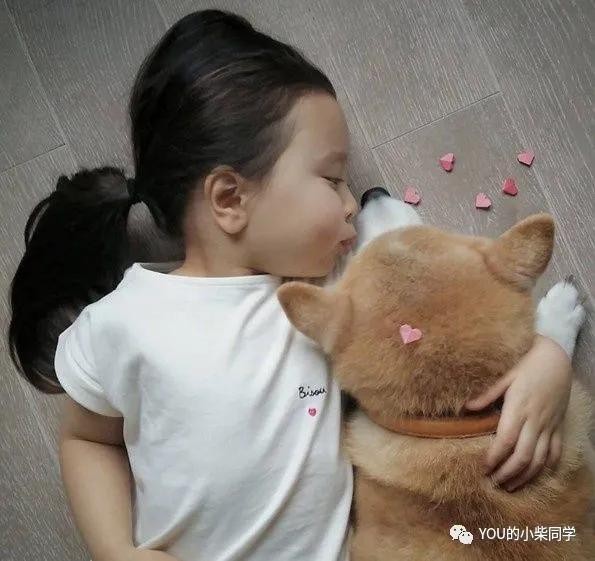 为什么柴犬适合做伴侣犬？你不知道柴犬的优点