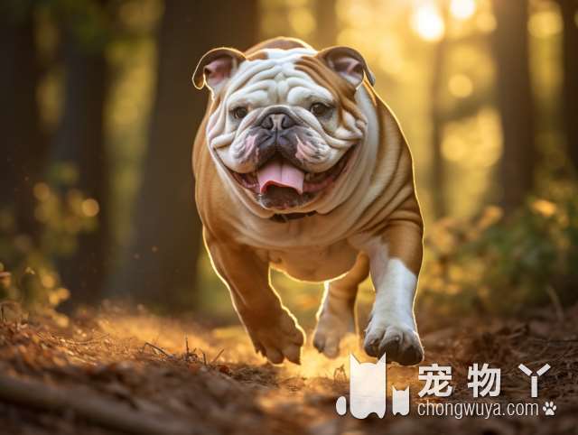 狗狗脾气不好？南昌PET CUTIE让宠物变乖巧？