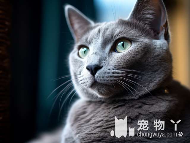 南昌拾柒宠物生活馆：猫咖馆寻找之旅!