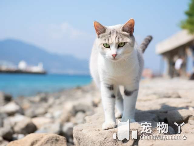 疑问句标题：南昌团子家的猫咪专售店，能不能买到新奇的猫零食？