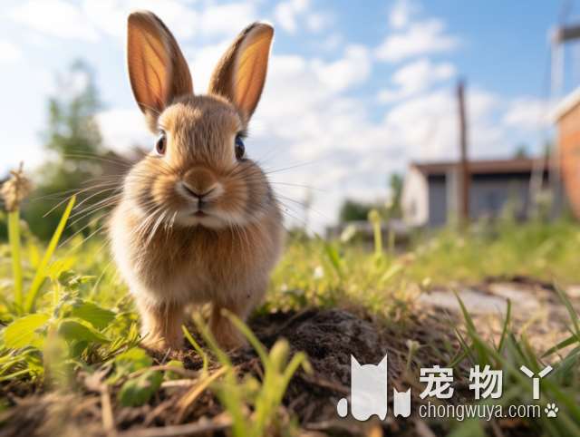 为什么南昌PET CUTIE宠萌宠物这么受欢迎?