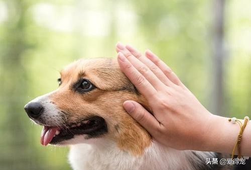 辽宁惊现狗咬主人是狗狗凶性未消还是另有隐情