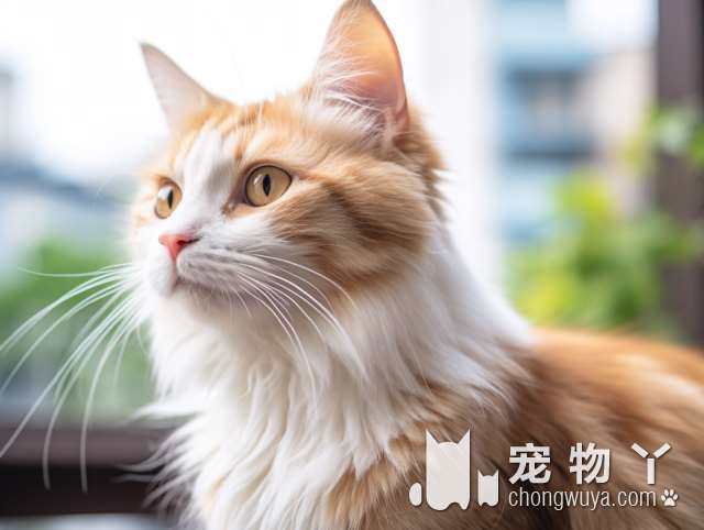 南昌团子家，最全的猫咪专售店!快来挑选你的猫咪伴侣!