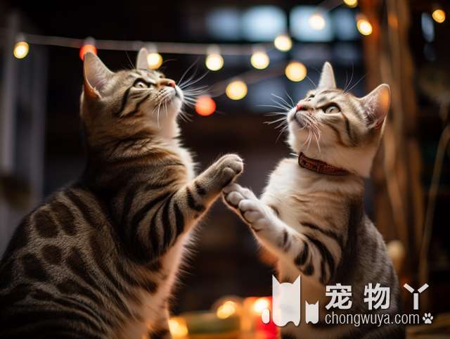 你知道南昌猫店猫咖里有哪些精彩活动吗？