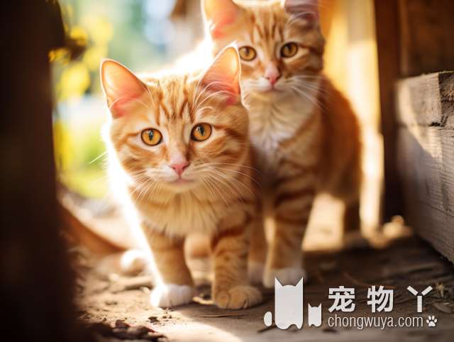 南昌摩西宠物馆：猫咪洗澡神器？