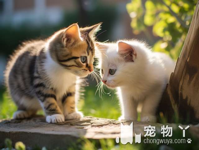 南昌猫店：一个猫咪天堂，还有狗咖、电玩和桌游，你和喵星人的约会地点!