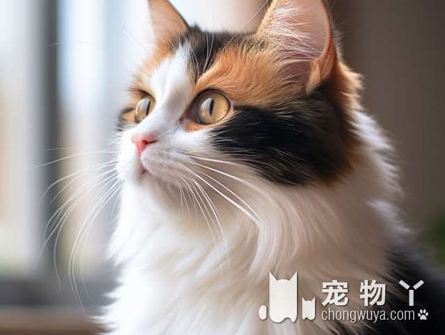 想要养只可爱的猫咪吗？南昌团子家的宠物生活馆就是你的不错选择!